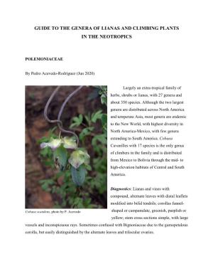 Lianas and Climbing Plants of the Neotropics: Polemoniaceae
