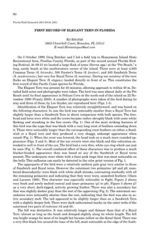 90 FIRST RECORD of ELEGANT TERN in FLORIDA 3803 Cloverhill Court, Brandon, FL 33511 E-Mail:Himantopus@Aol.Com on 3 October 1999