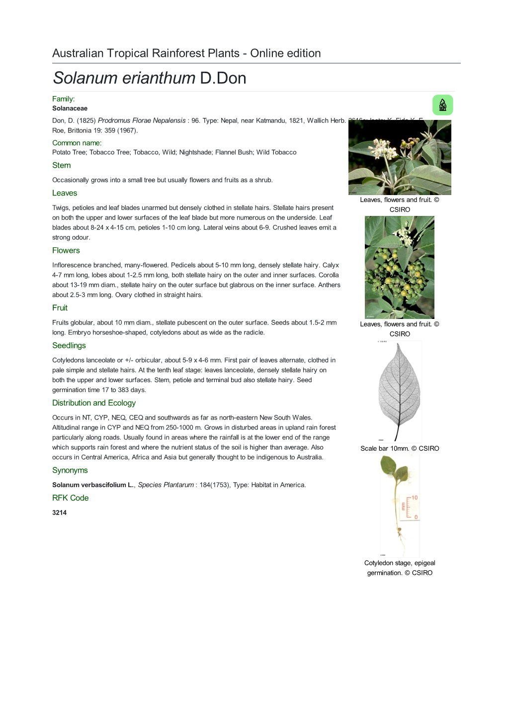 Solanum Erianthum D.Don Family: Solanaceae Don, D