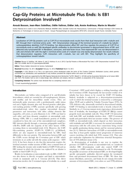 Cap-Gly Proteins at Microtubule Plus Ends: Is EB1 Detyrosination Involved?