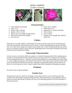 ROSE CAMPION Lychnis Coronaria Characteristics Culture Noteworthy