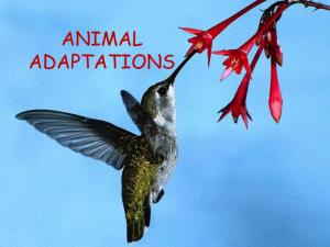 ANIMAL ADAPTATIONS What Are Adaptations?