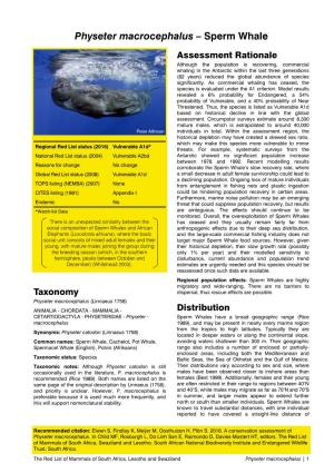 Physeter Macrocephalus – Sperm Whale