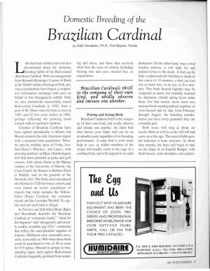 Brazilian Cardinal by Edith Pendleton, Ph.D., Fort Meyers, Florida