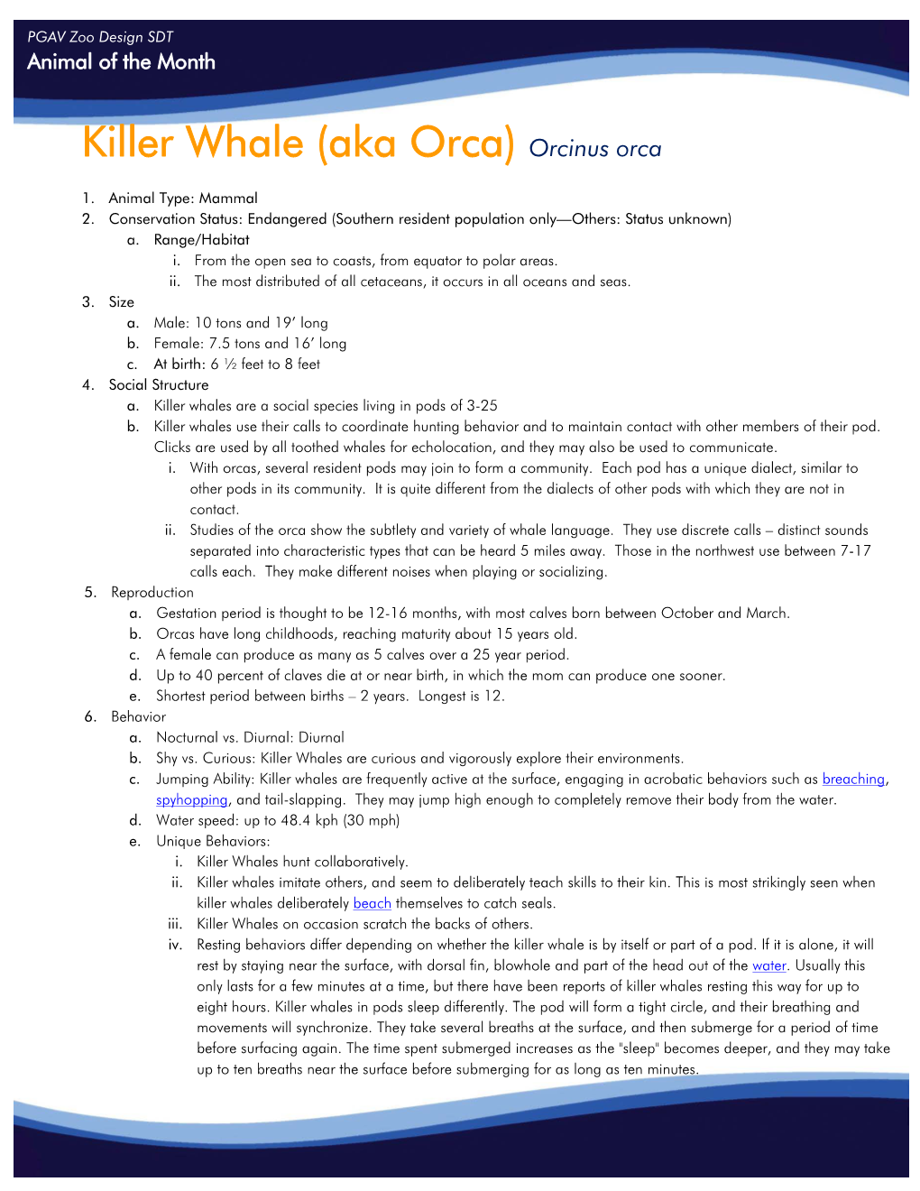 Killer Whale (Aka Orca) Orcinus Orca