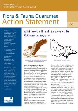 White-Bellied Sea-Eagle (Haliaeetus Leucogaster)
