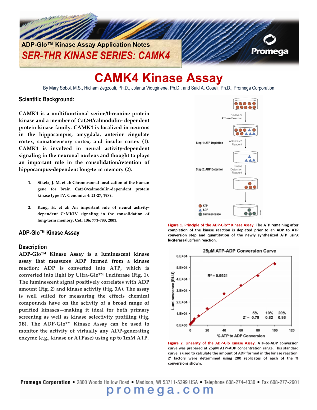 CAMK4 Kinase Enzyme System Application Notepdf
