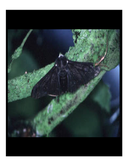 The Peppered Moth: the Proof of Darwinian Evolution