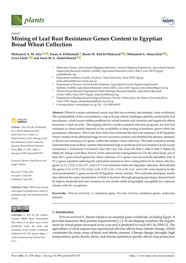 Mining of Leaf Rust Resistance Genes Content in Egyptian Bread Wheat Collection