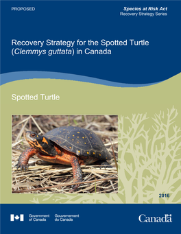 Spotted Turtle (Clemmys Guttata) in Canada
