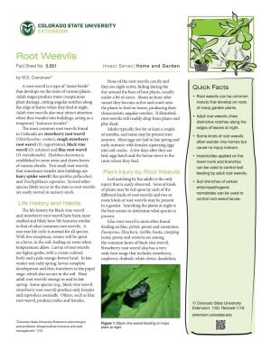 Root Weevils Fact Sheet No