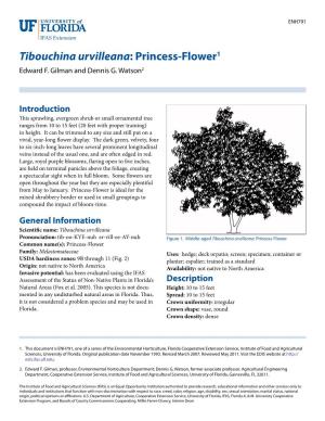 Tibouchina Urvilleana: Princess-Flower1 Edward F