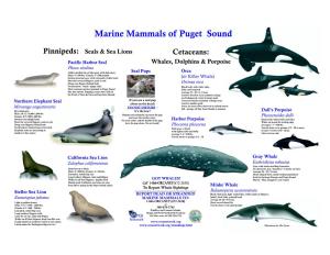 Commonly Found Marine Mammals of Puget Sound