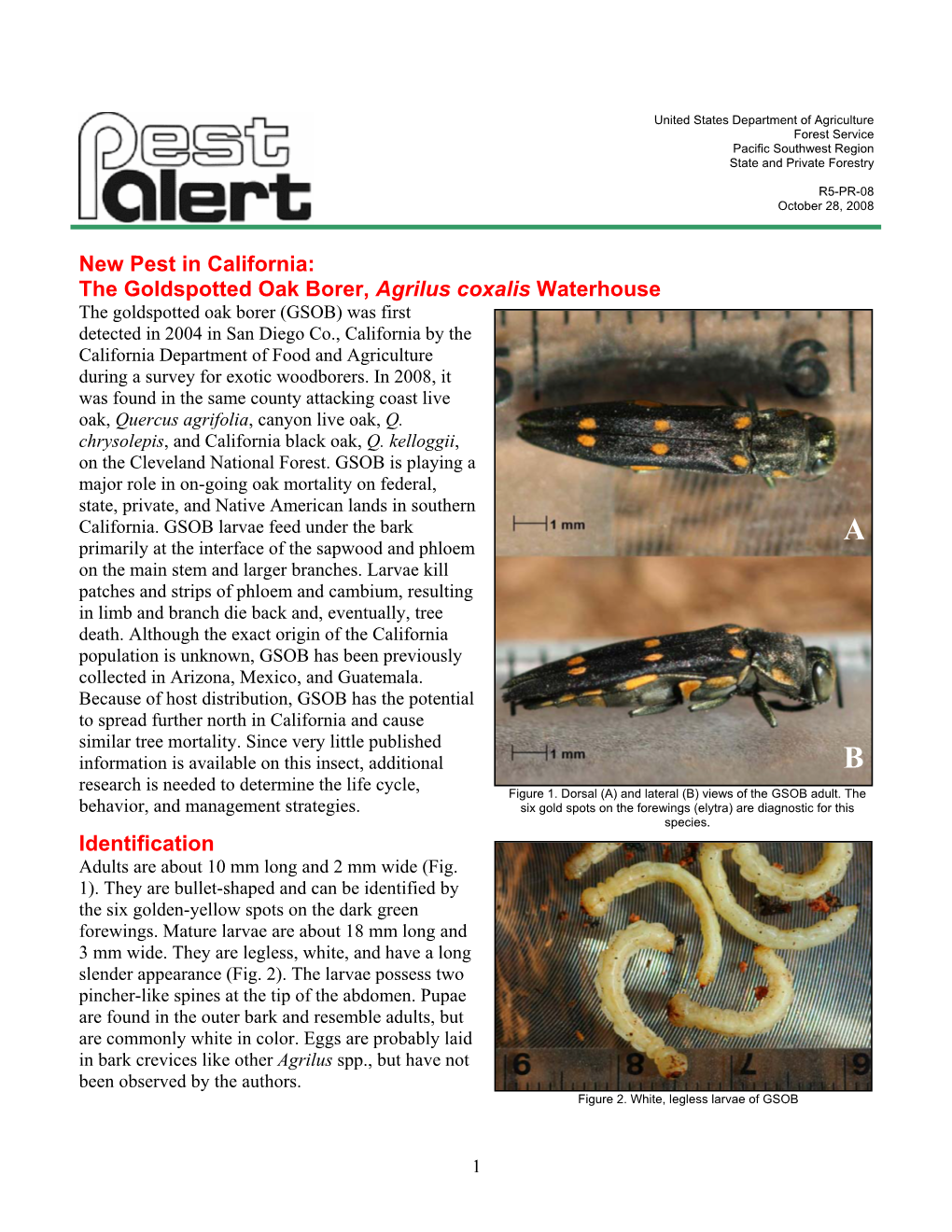 New Pest in California: the Goldspotted Oak Borer, Agrilus