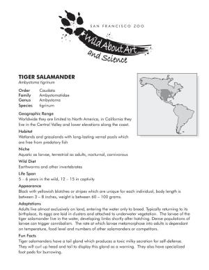 Tiger Salamander