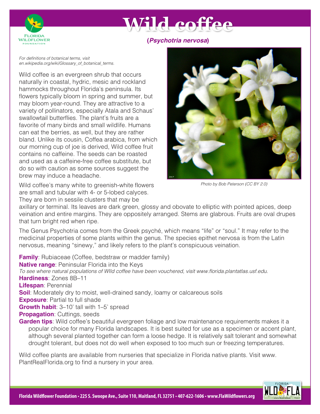 Wild Coffee (Psychotria Nervosa)
