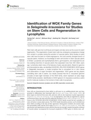 Identification of WOX Family Genes in Selaginella Kraussiana for Studies