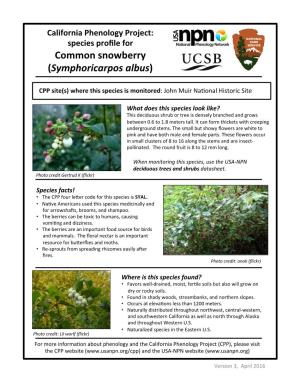 Common Snowberry (Symphoricarpos Albus)
