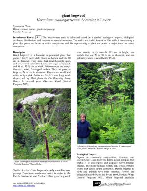 Giant Hogweed Heracleum Mantegazzianum Sommier & Levier