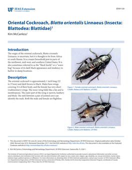Oriental Cockroach, Blatta Orientalis Linnaeus (Insecta: Blattodea: Blattidae)1 Kim Mccanless2