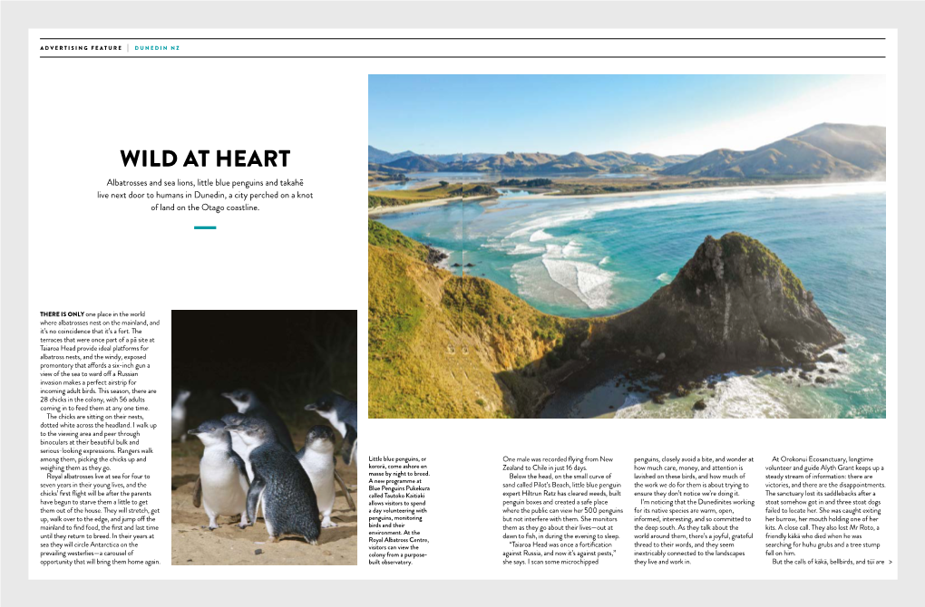 WILD at HEART Albatrosses and Sea Lions, Little Blue Penguins and Takahē Live Next Door to Humans in Dunedin, a City Perched on a Knot of Land on the Otago Coastline