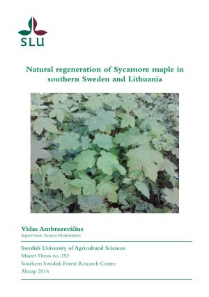 Natural Regeneration of Sycamore Maple in Southern Sweden and Lithuania