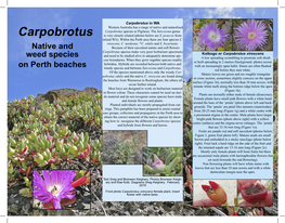 Carpobrotus in WA Western Australia Has a Range of Native and Naturalised Carpobrotus Species Or Pigfaces