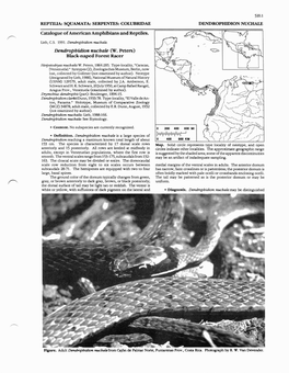 DENDROPHIDION NU- Catalogue of American Amphibians and Reptues