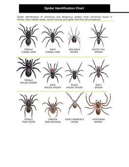 Spider Identification Chart