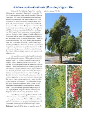 Schinus Molle—California (Peruvian) Pepper Tree