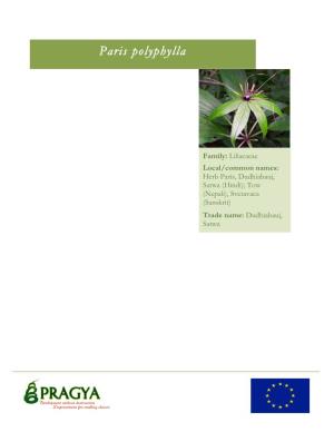 Paris Polyphylla