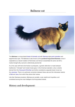 Balinese Cat