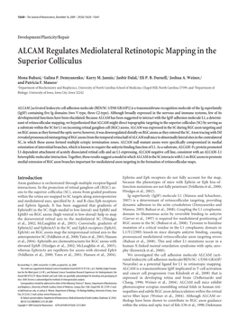 ALCAM Regulates Mediolateral Retinotopic Mapping in the Superior Colliculus