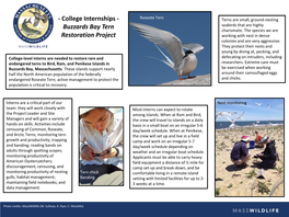Buzzards Bay Tern Restoration Project