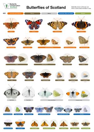 Butterflies of Scotland Poster