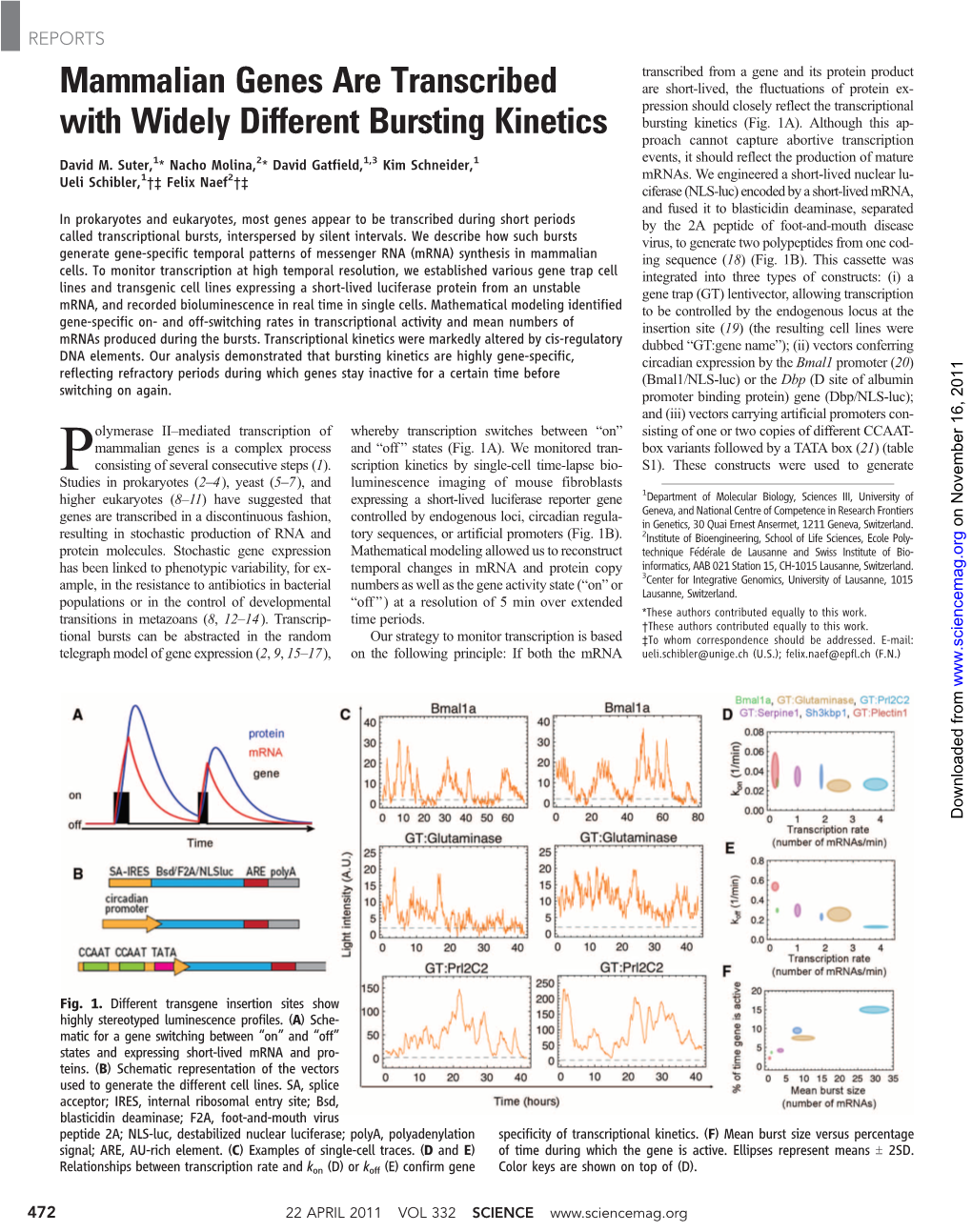 Mammalian Genes Are Transcribed with Widely Different Bursting Kinetics