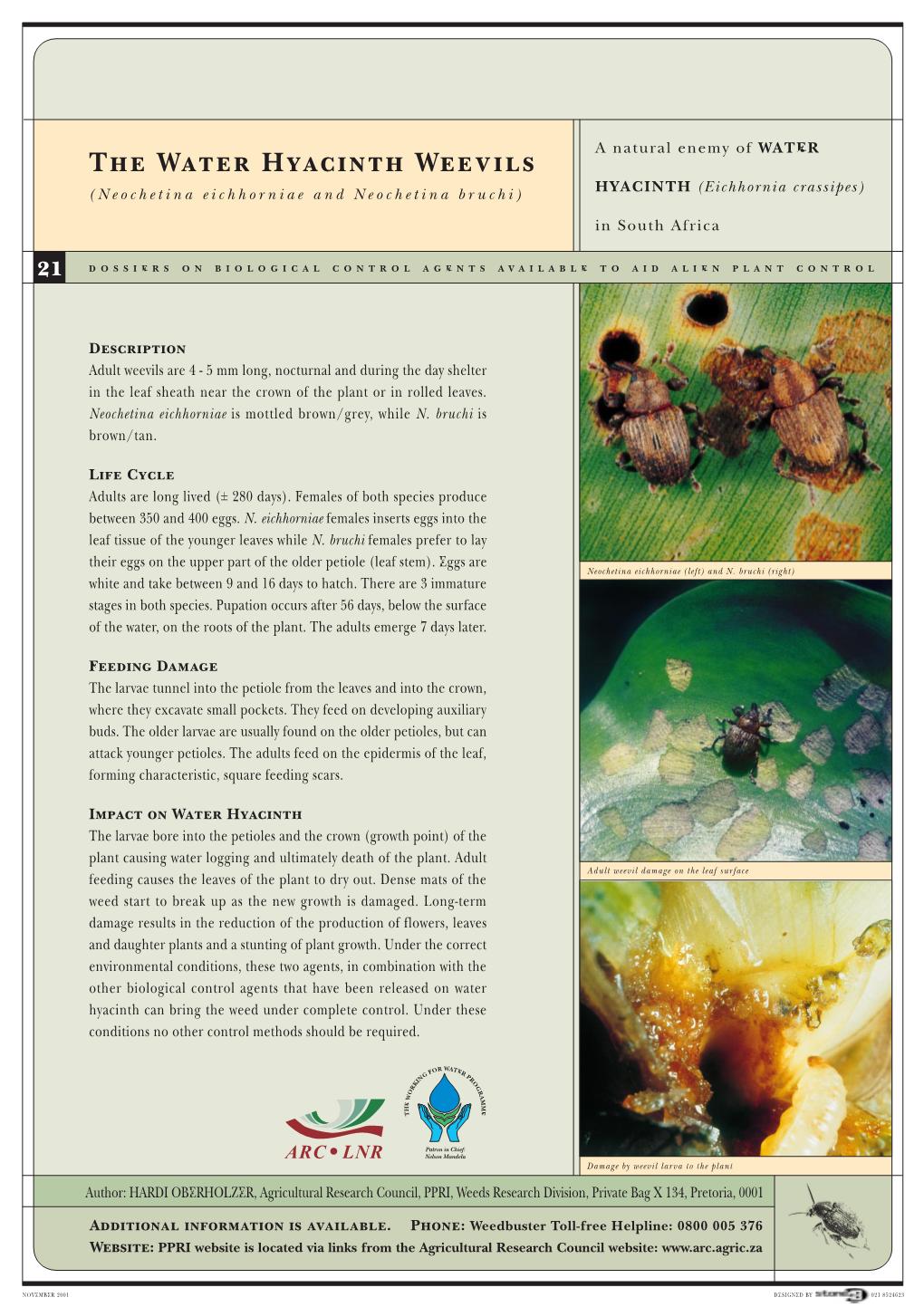 The Water Hyacinth Weevils (Neochetina Eichhorniae & N. Bruchi)