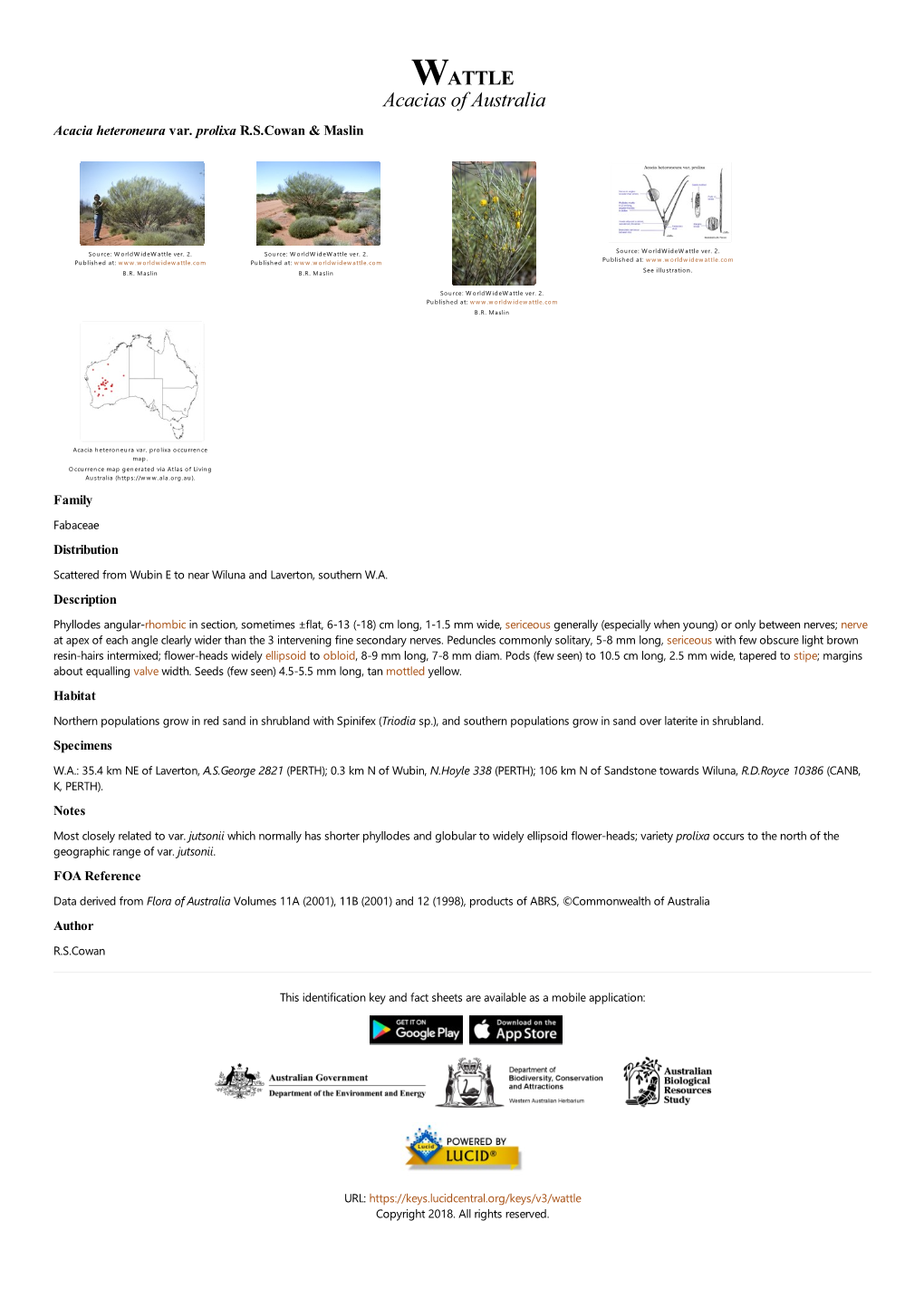Acacia Heteroneura Var. Prolixa R.S.Cowan & Maslin