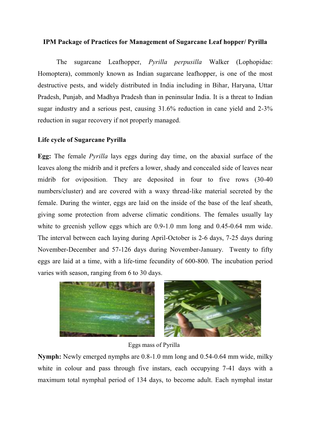 Pyrilla the Sugarcane Leafhopper, Pyrilla Perpusilla Walker