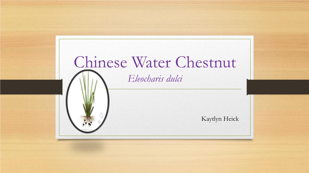 Eleocharis Dulcis (Chinese Water Chestnut).