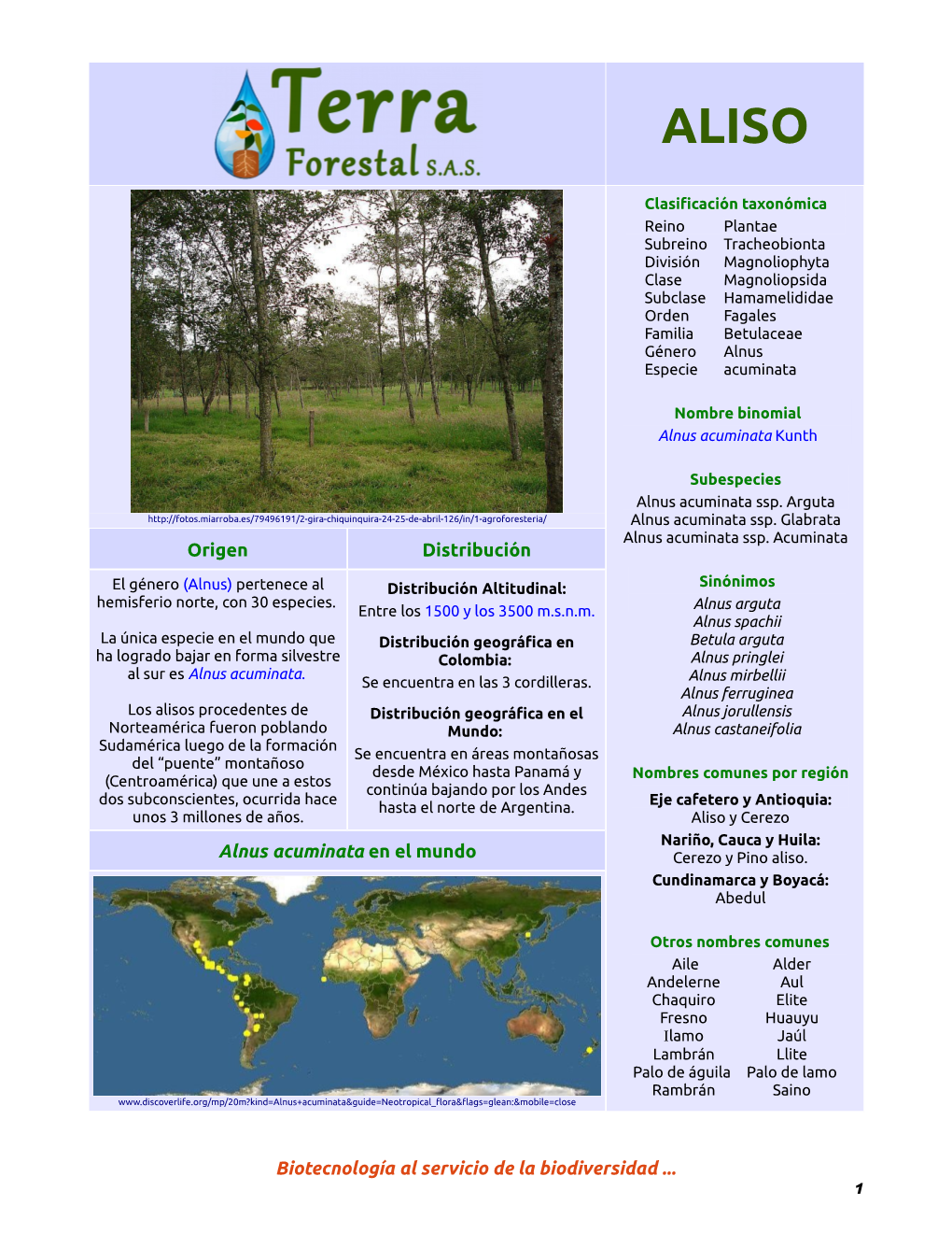 Origen Distribución Alnus Acuminata En El Mundo Biotecnología Al