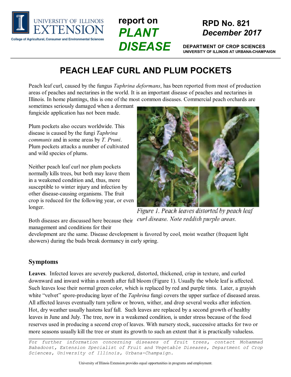 Peach Leaf Curl and Plum Pockets