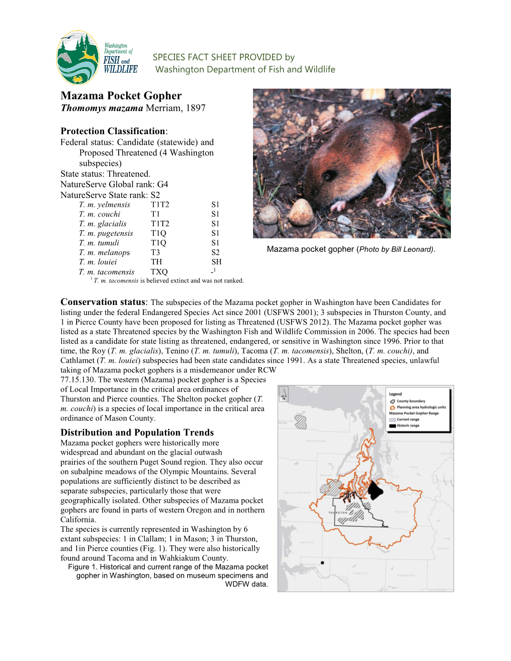 Mazama Pocket Gopher Thomomys Mazama Merriam, 1897