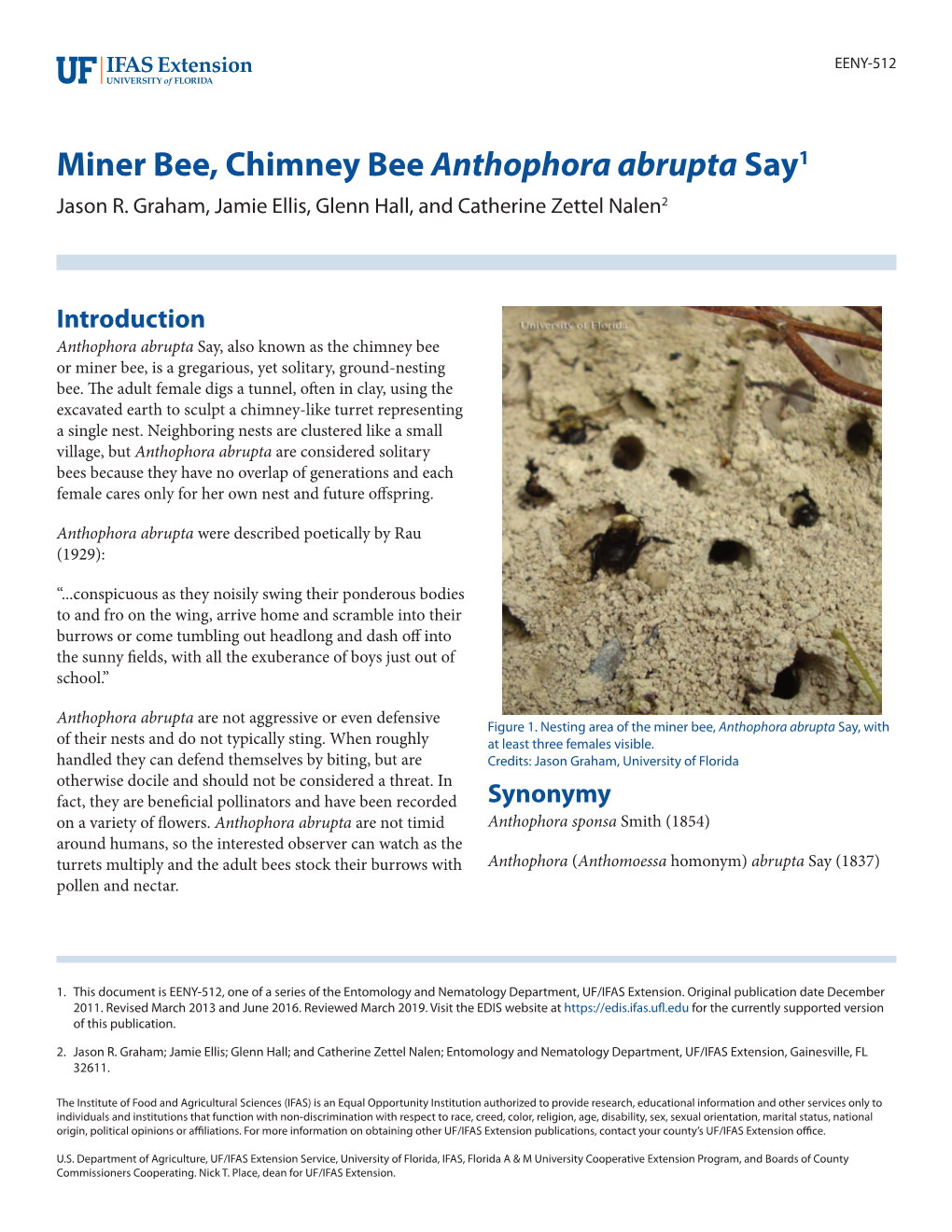 Miner Bee, Chimney Bee Anthophora Abrupta Say1 Jason R