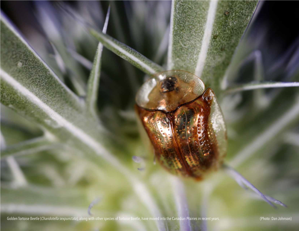 Golden Tortoise Beetle (Charidotella Sexpunctata), Along with Other Species of Tortoise Beetle, Have Moved Into the Canadian Prairies in Recent Years
