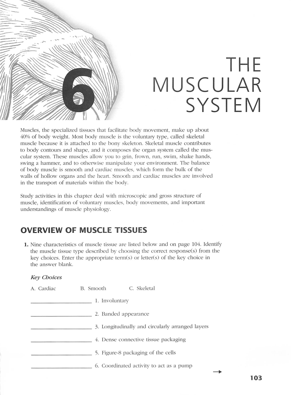 The Muscular System