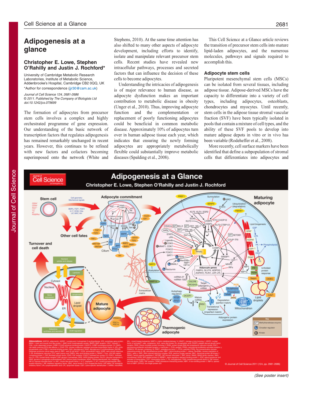 Adipogenesis at a Glance