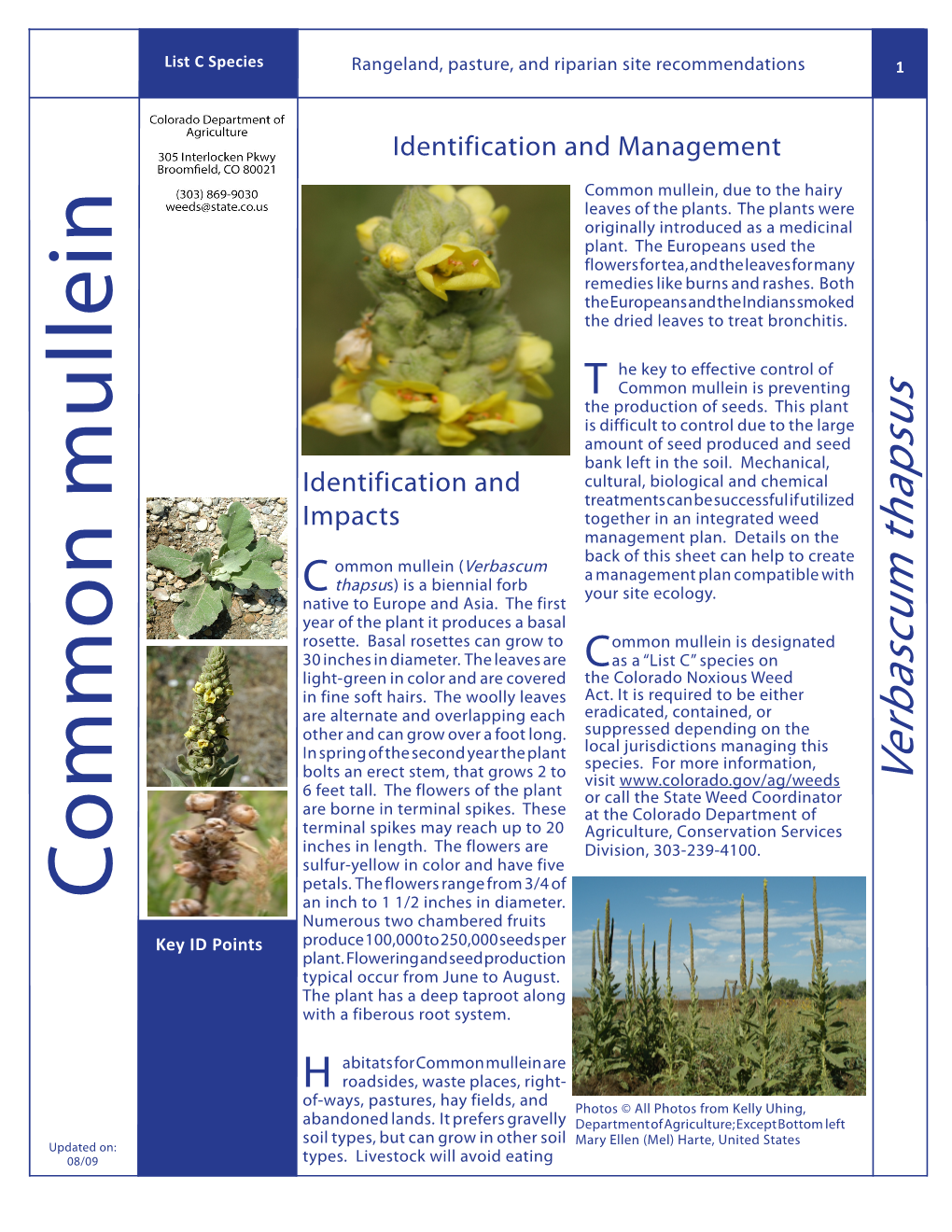 Common Mullein Factsheet