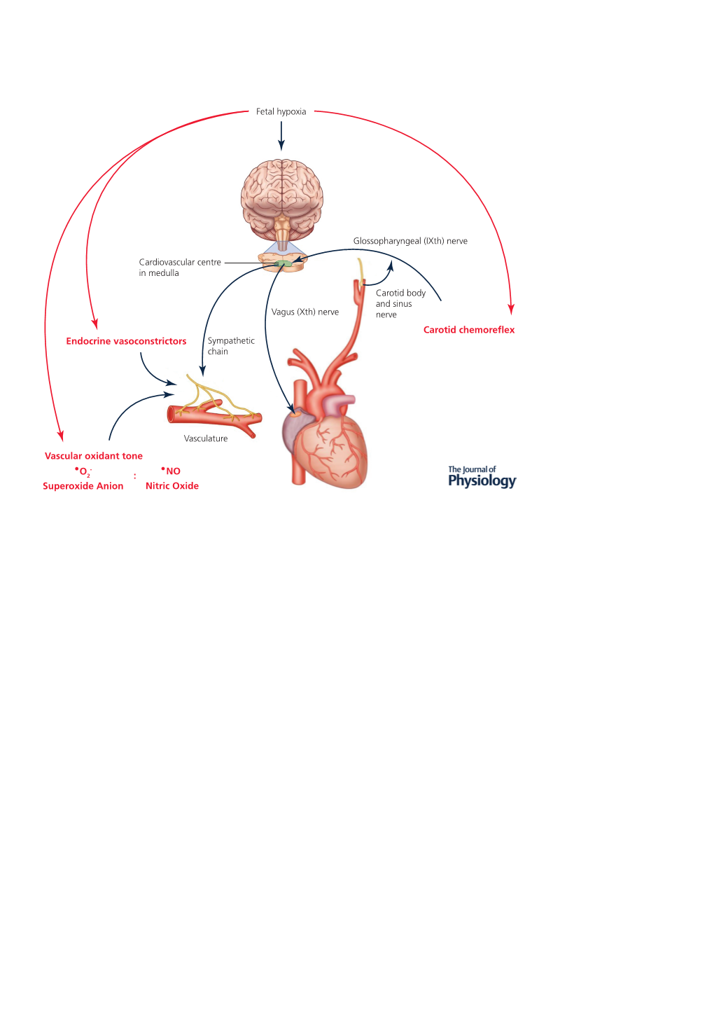 Carotid Chemoreflex Endocrine Vasoconstrictors #NO Nitric