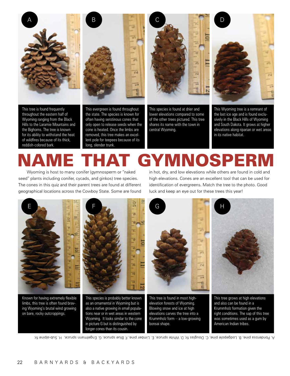 Name That Gymnosperm